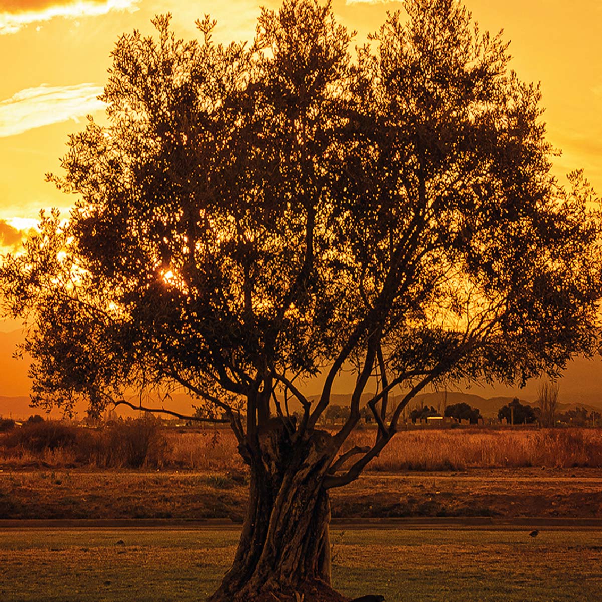 OlivaBien Mendoza Atardecer